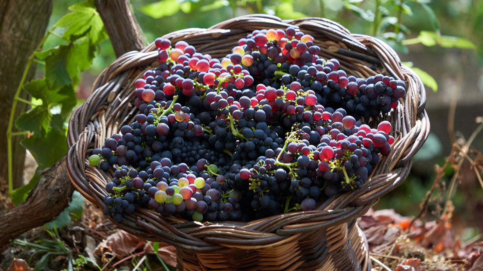 Madeira Grape Harvest Festival