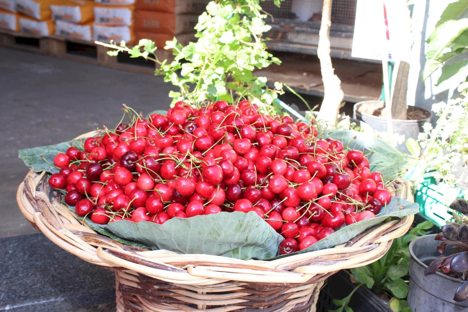 Madeira Cherry Festival 2026 3 What to Expect at the Cherry Festival in Madeira