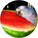 Діана М. profile picture