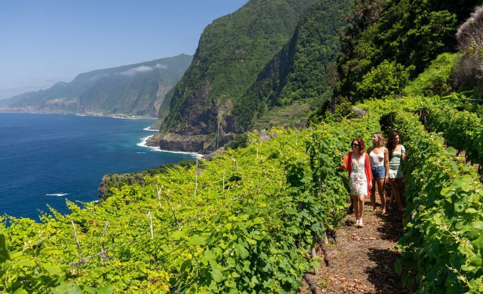 live grape harvesting on the terraces